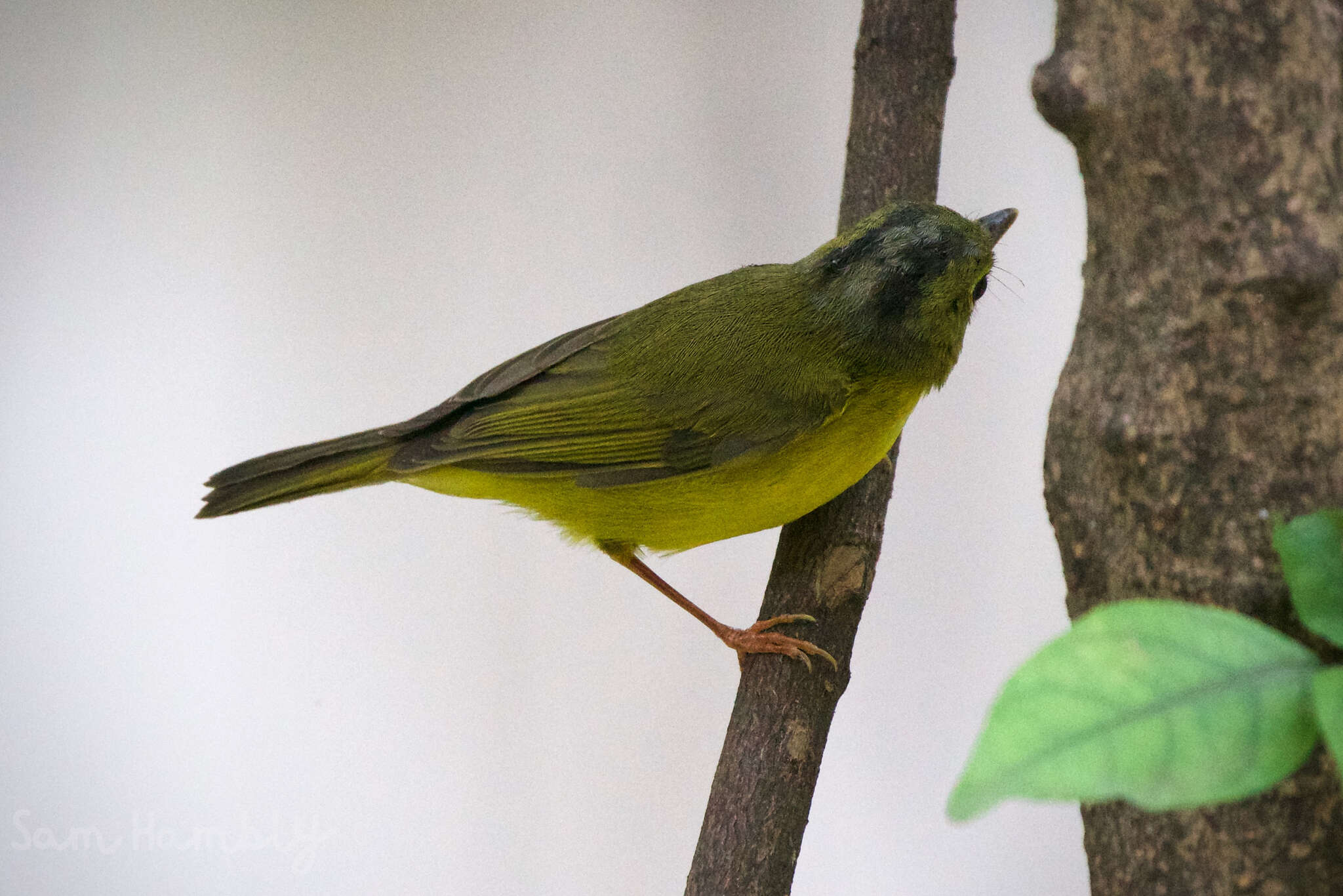 Image of Alström's Warbler