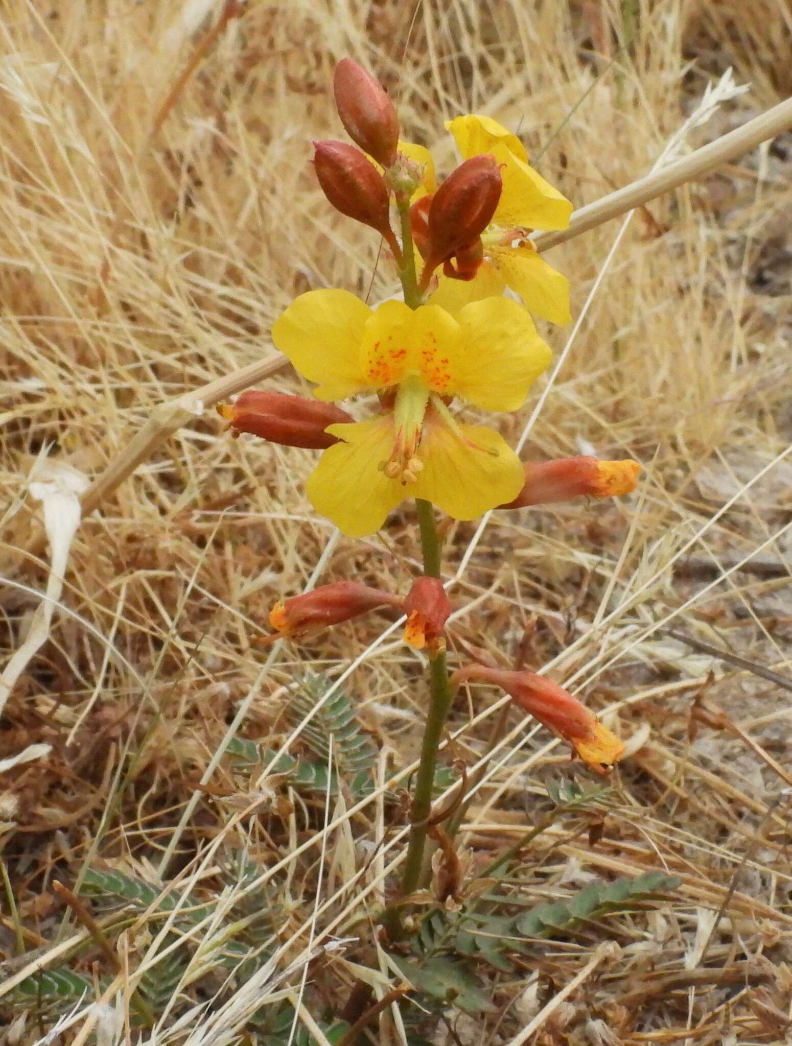 Plancia ëd Hoffmannseggia trifoliata Cav.