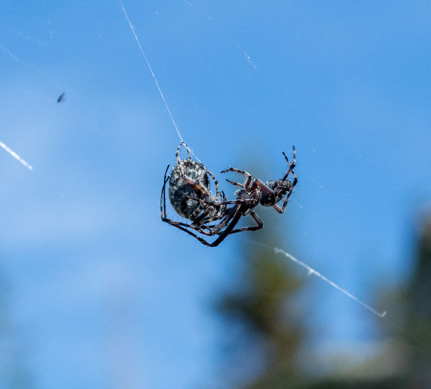 Image of Orbweaver