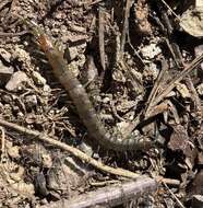 Image of Scolopendra oraniensis Lucas 1846