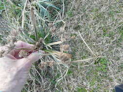 Image of woodrush flatsedge