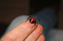 Image of Latrodectus curacaviensis (Müller 1776)