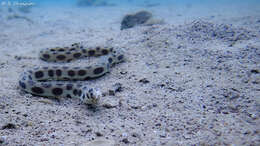 Image of Spotted snake eel