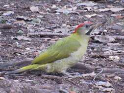 Image of Levaillant's Green Woodpecker
