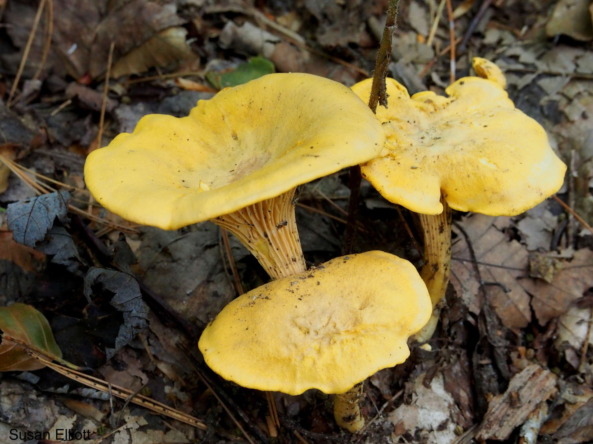 Image of Cantharellus minor Peck 1872