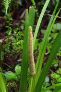 Image of Dwarf Sedge