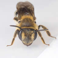 Image of Cresson's Andrena