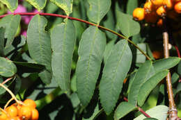 صورة Sorbus sitchensis var. grayi (Wenzig) C. L. Hitchc.