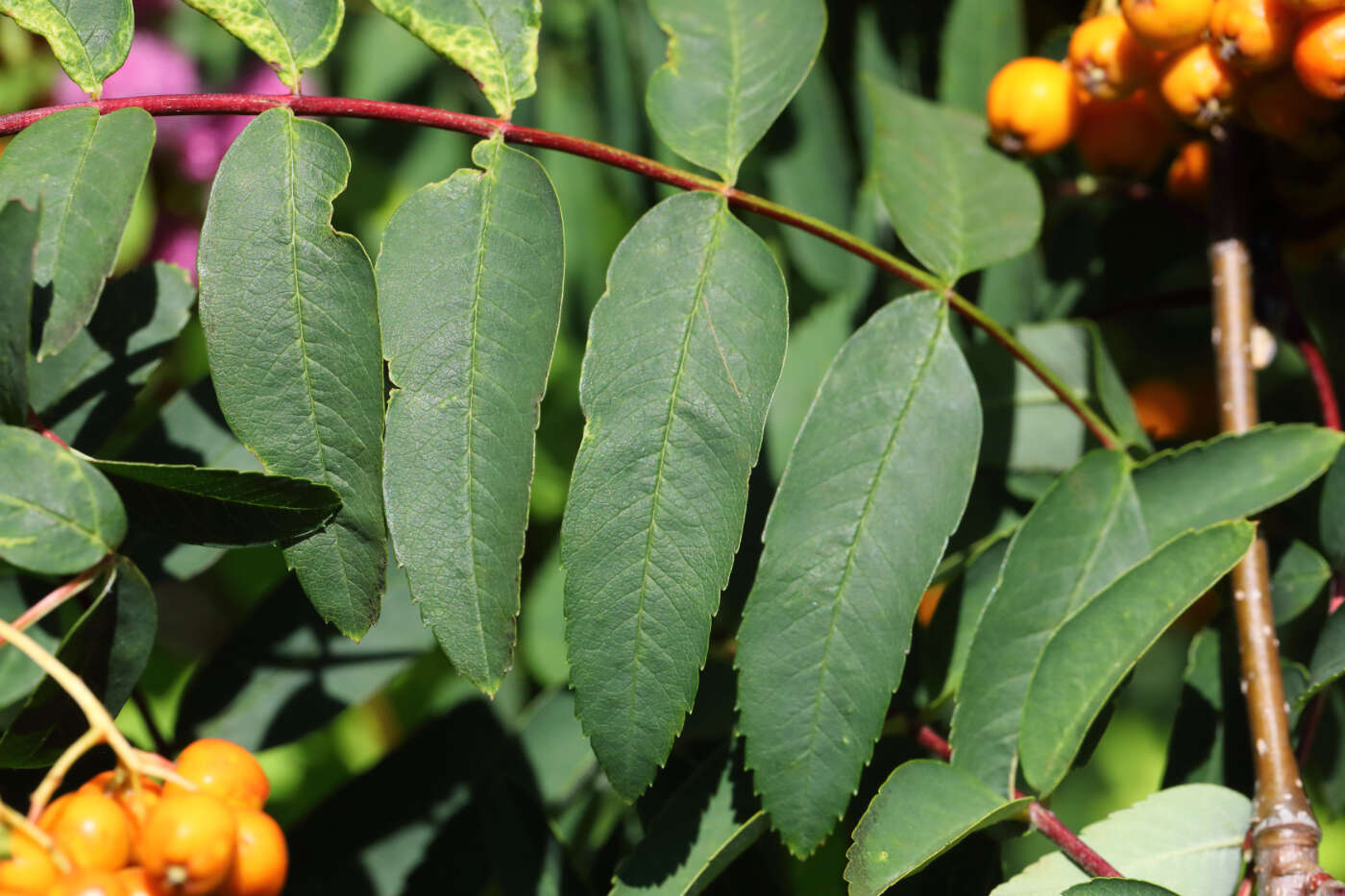 Image of Western Rowan