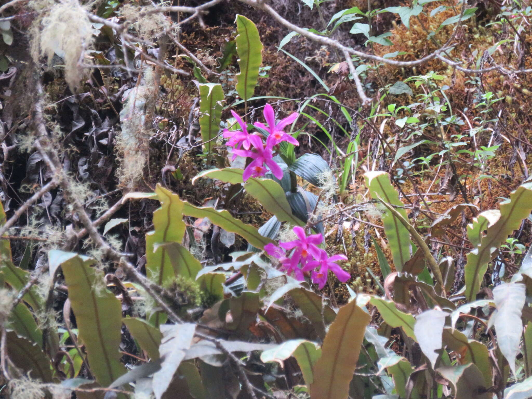 صورة Sobralia ciliata (C. Presl) C. Schweinf. ex Foldats