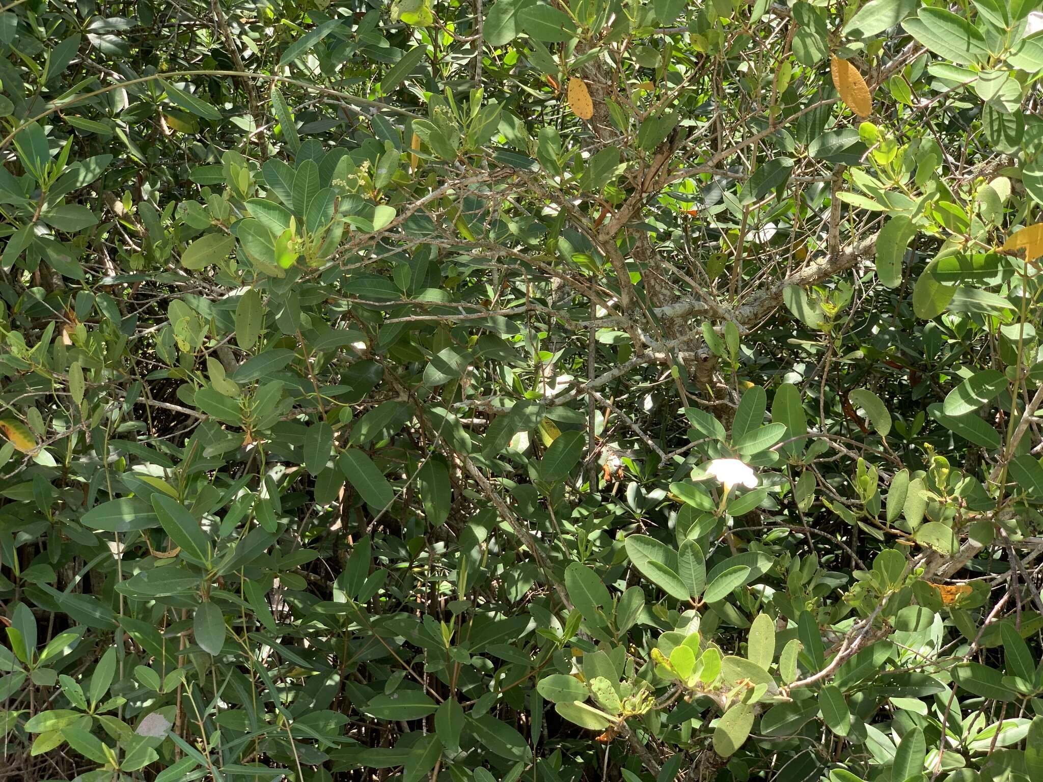 Image of Mangrovevine