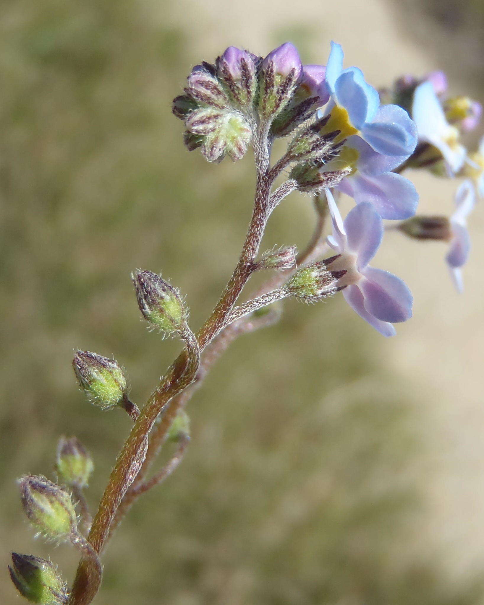 Слика од Myosotis arvensis (L.) Hill