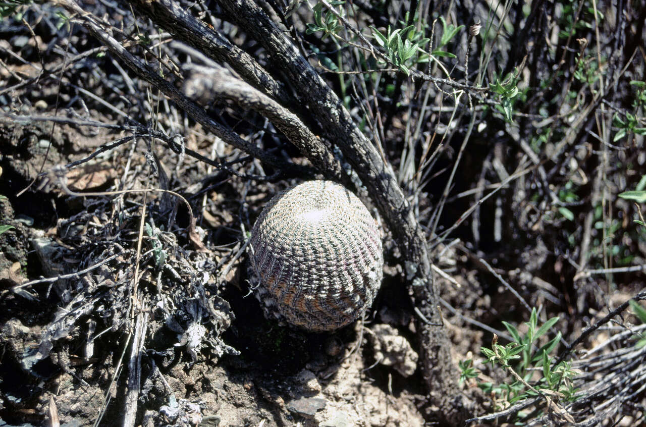 Image de Echinopsis famatimensis (Speg.) Werderm.