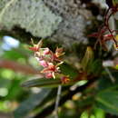 Image of Epidendrum microphyllum Lindl.