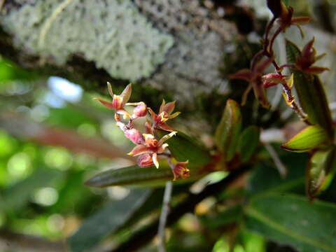 Image of Epidendrum microphyllum Lindl.