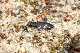 Image of Heath tiger beetle