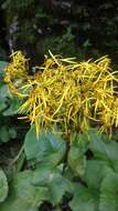 Image of Ligularia amplexicaulis (Wall.) DC.