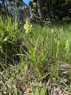 Dactylorhiza incarnata subsp. ochroleuca (Wüstnei ex Boll) P. F. Hunt & Summerh. resmi