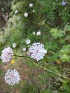 Image of Astrantia major subsp. biebersteinii (Fisch. & C. A. Mey.) I. Grint.