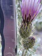 Image of Barneby's thistle