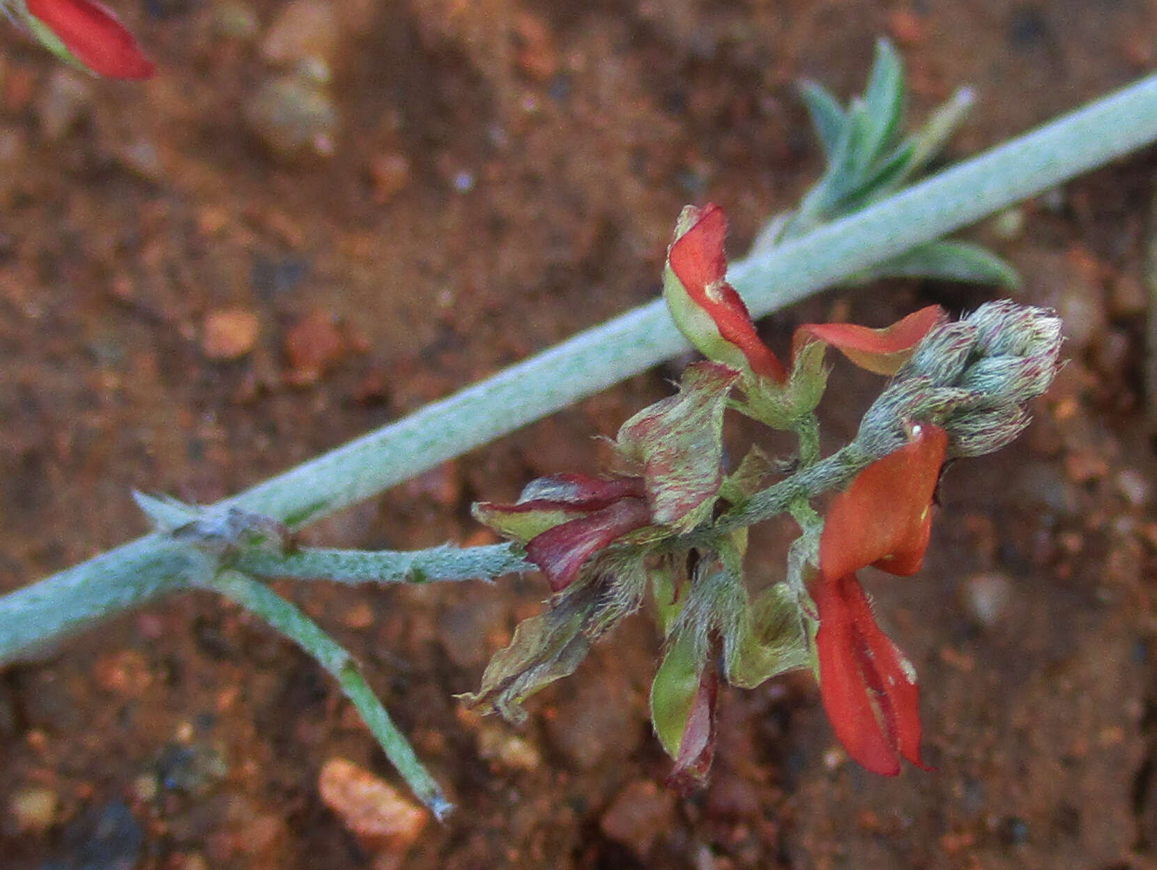 Слика од Indigofera bainesii Baker