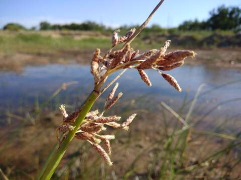 Image of tuberous bulrush