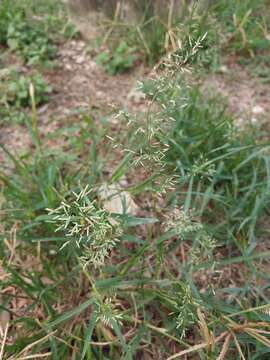 Image of Mediterranean lovegrass