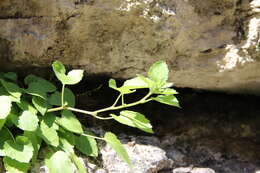 Image of Campanula pendula M. Bieb.