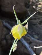 Calochortus raichei Farwig & V. Girard resmi