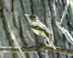 Image of southwestern willow flycatcher