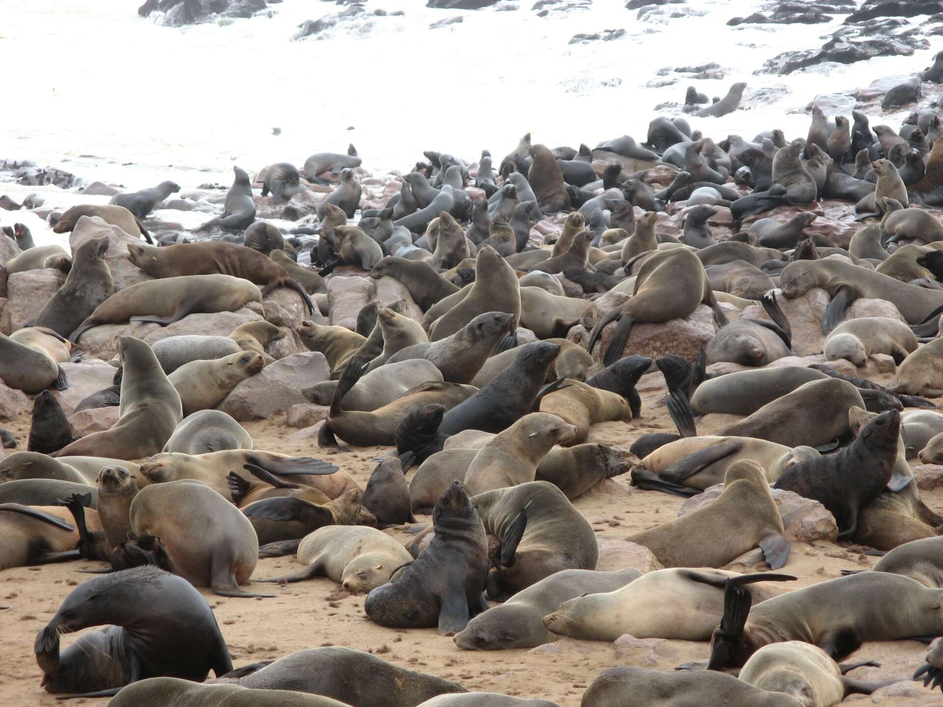 Image of Cape fur seal