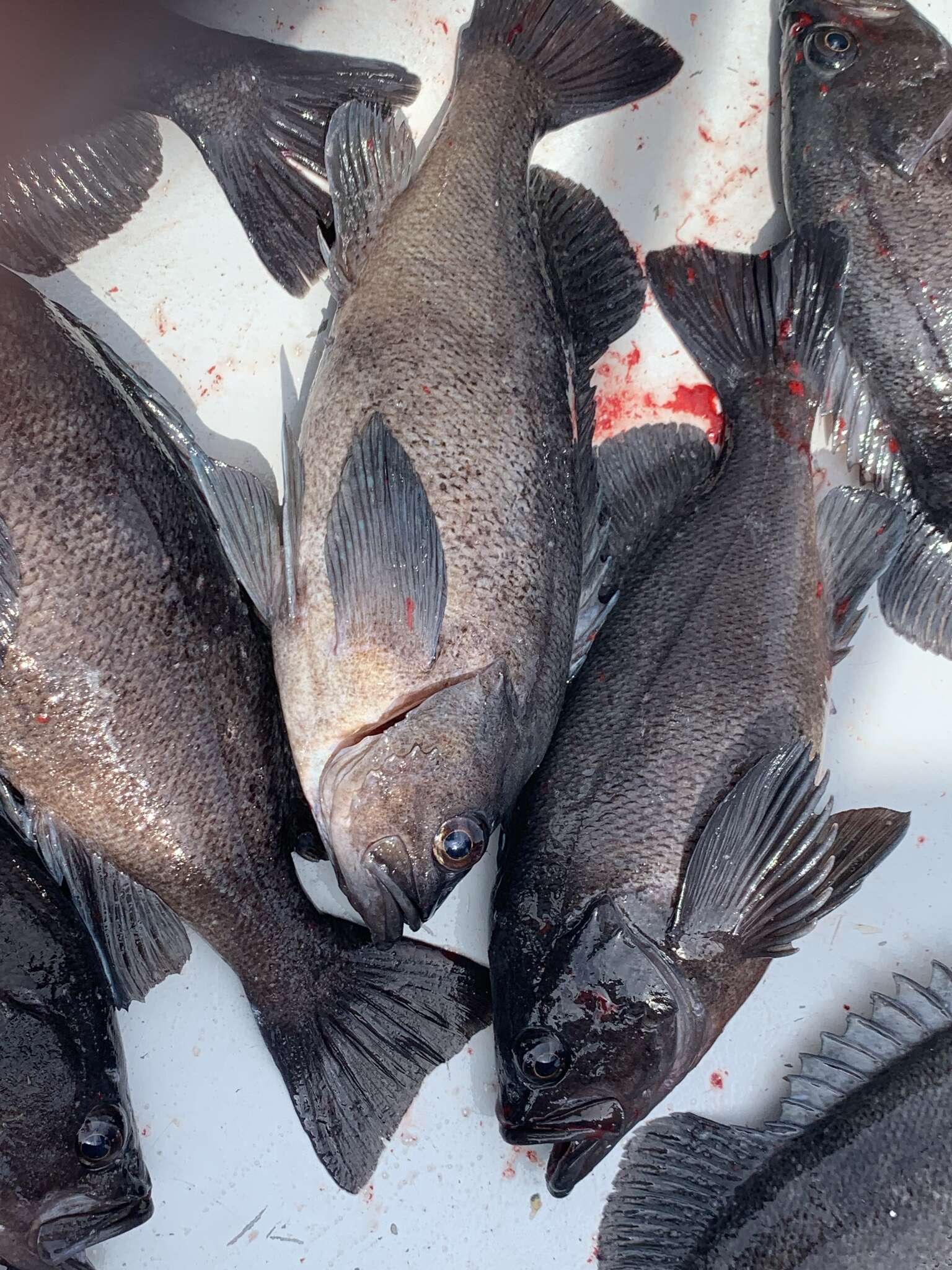 Image of Dusky rockfish