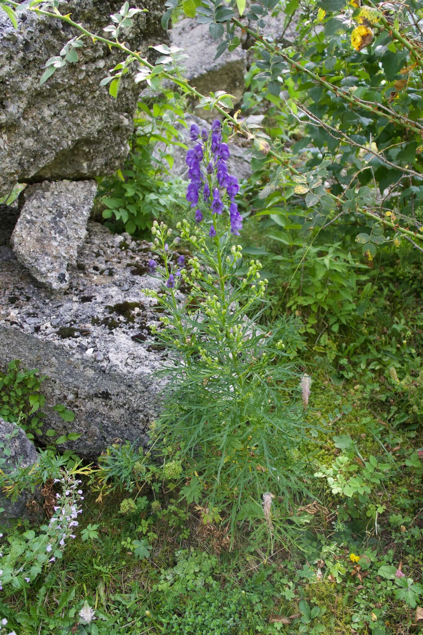 Image of Aconitum angustifolium Bernh. ex Rchb.