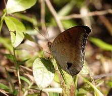 Image of Tanaecia lepidea Butler 1868