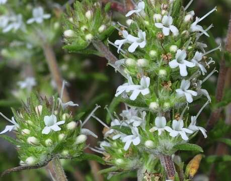 Image of Thymus baeticus Boiss. ex Lacaita