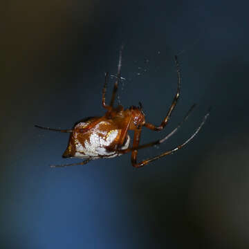 Image of Leucauge medjensis Lessert 1930