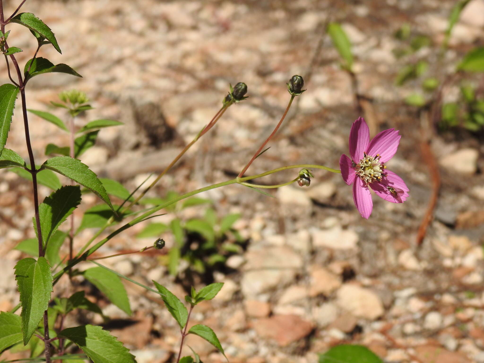 Image of Cosmos ochroleucoflorus Melchert