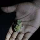 Image of Southern Hispaniola Crested Toad