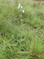 Image of Stachys rivularis J. M. Wood & M. S. Evans