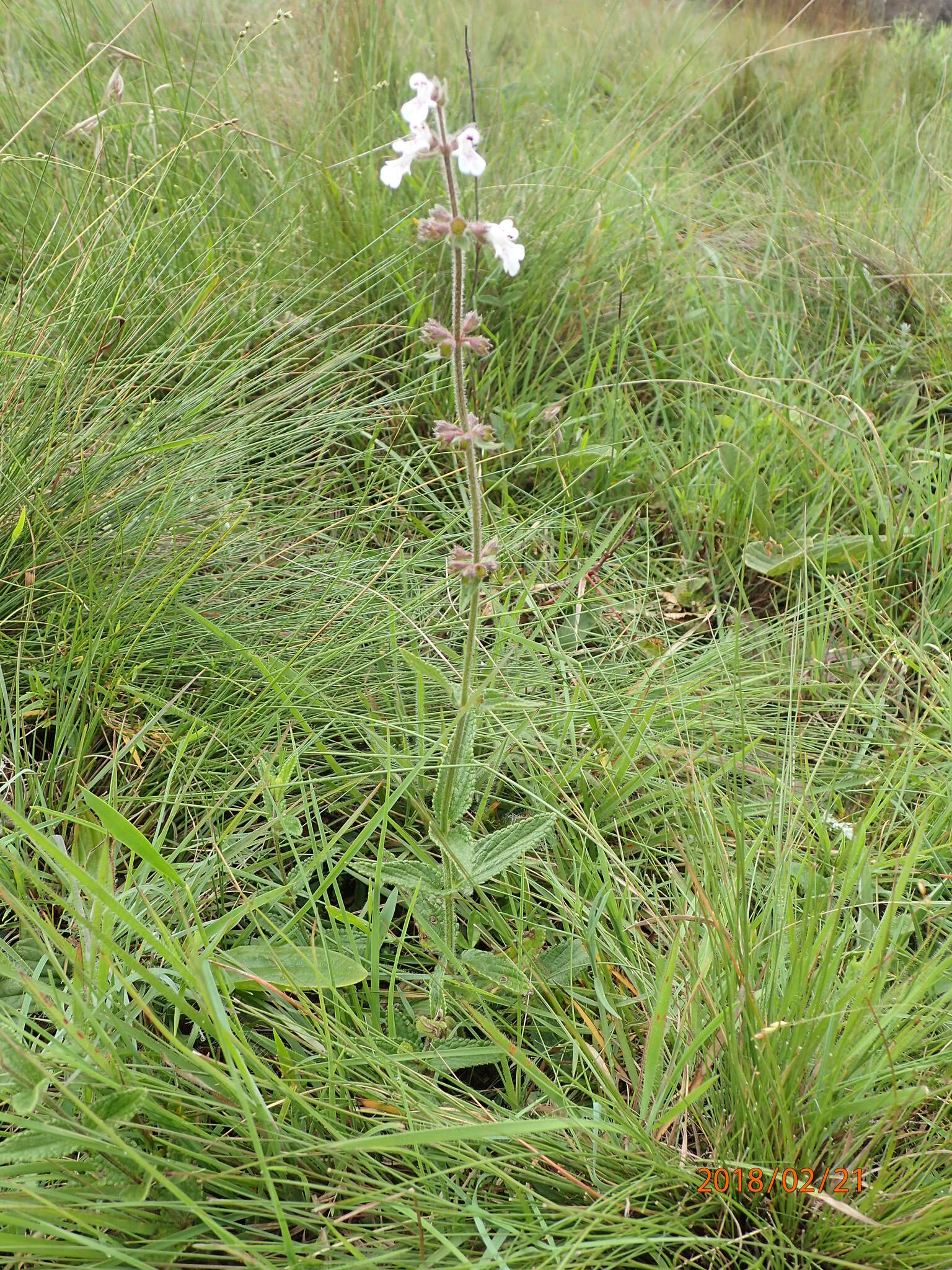 Image of Stachys rivularis J. M. Wood & M. S. Evans