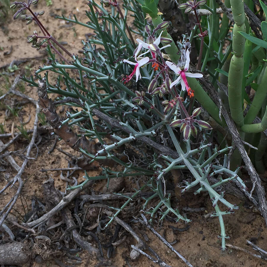 Image of Pelargonium karooescens R. T. F. Clifton