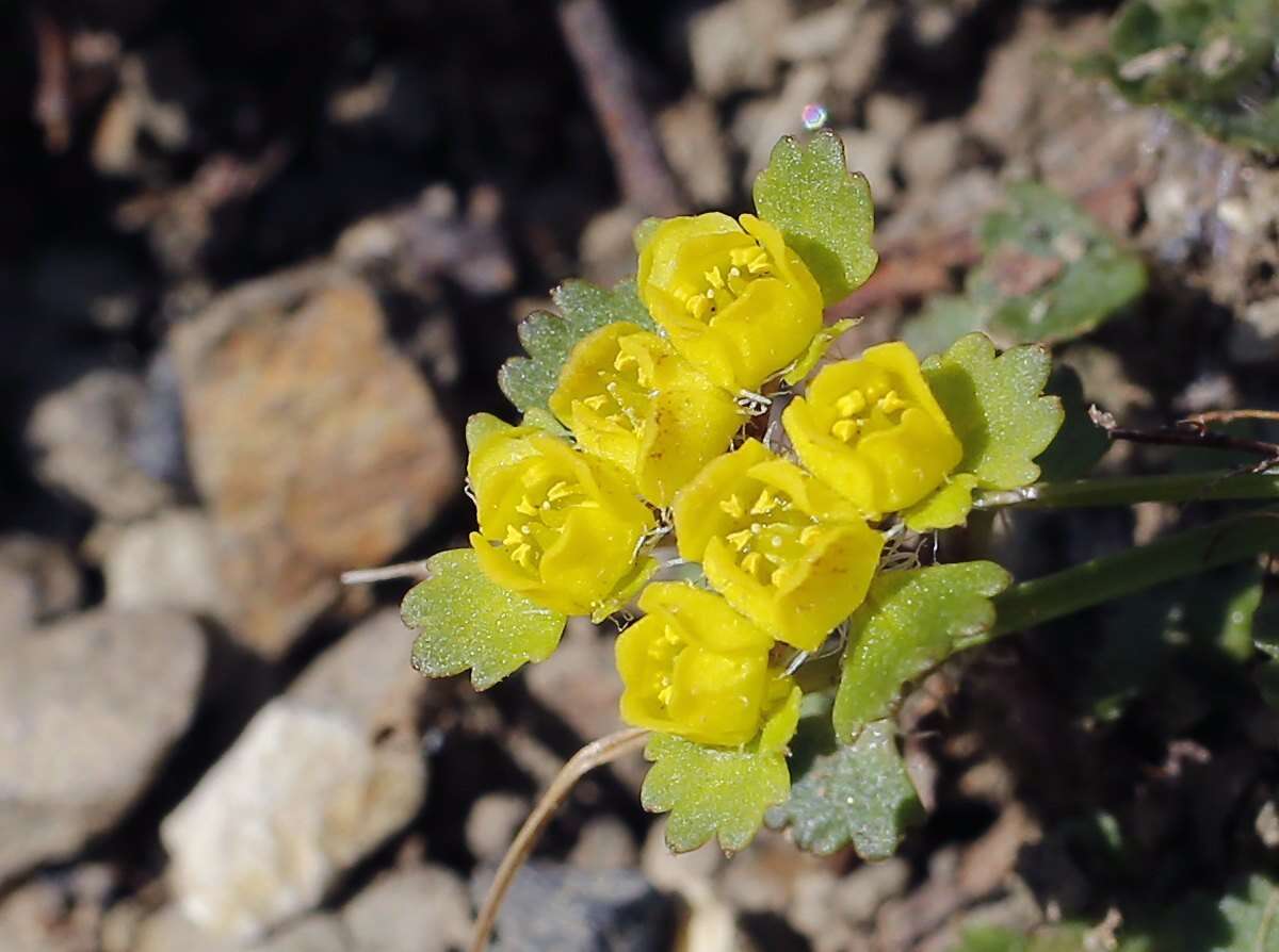 Plancia ëd Chrysosplenium pilosum var. sphaerospermum (Maxim.) Hara