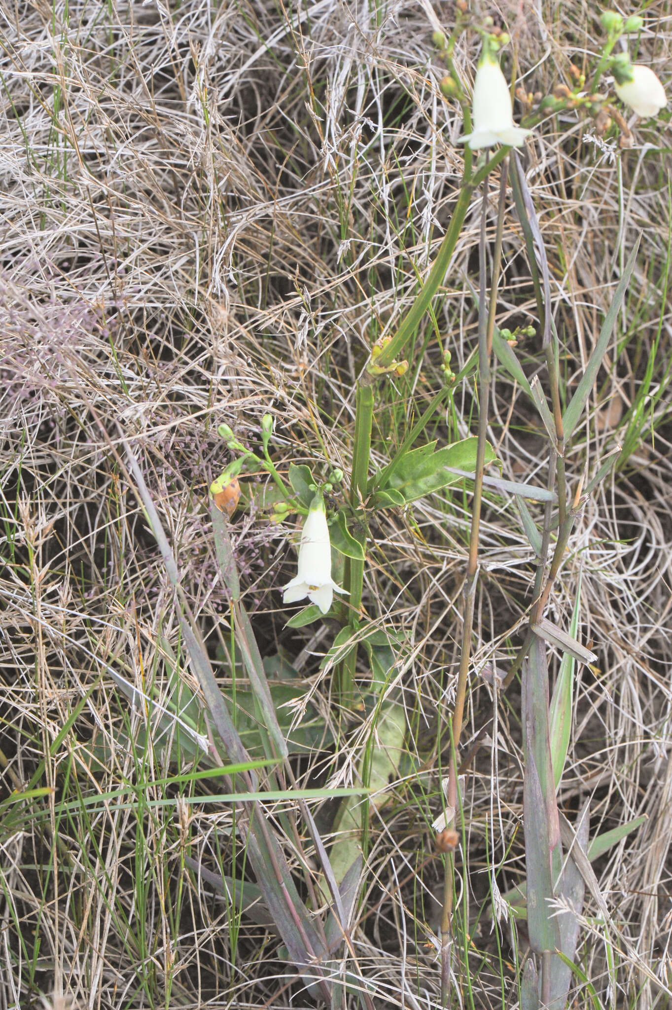 Image of Chelonanthus alatus Standl.