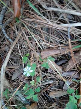 Image of Mexican Starwort