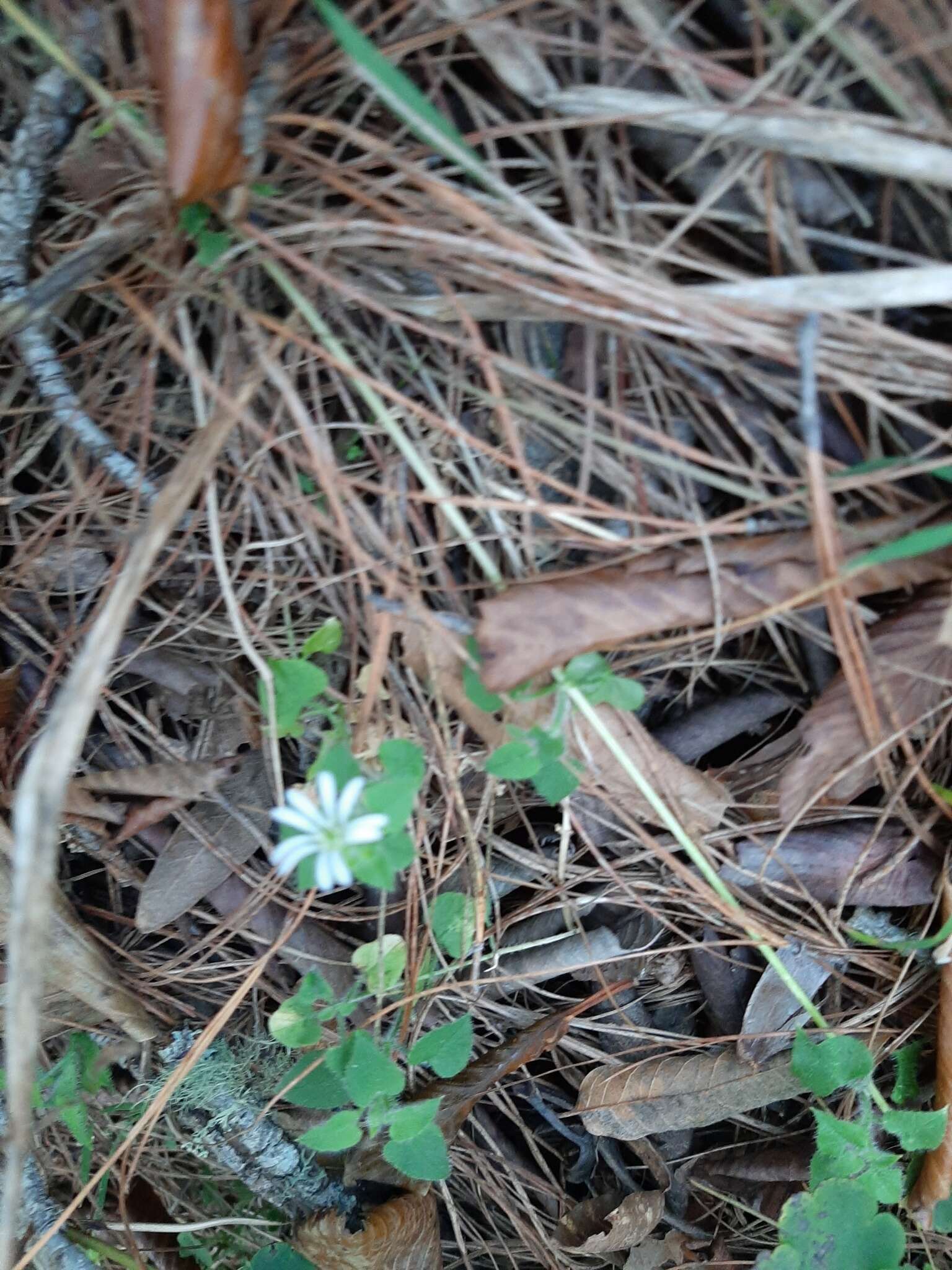 Imagem de Stellaria cuspidata Willd. ex Schltdl.