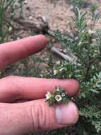 Image of sticky phacelia