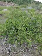 Imagem de Jatropha cardiophylla (Torr.) Müll. Arg.