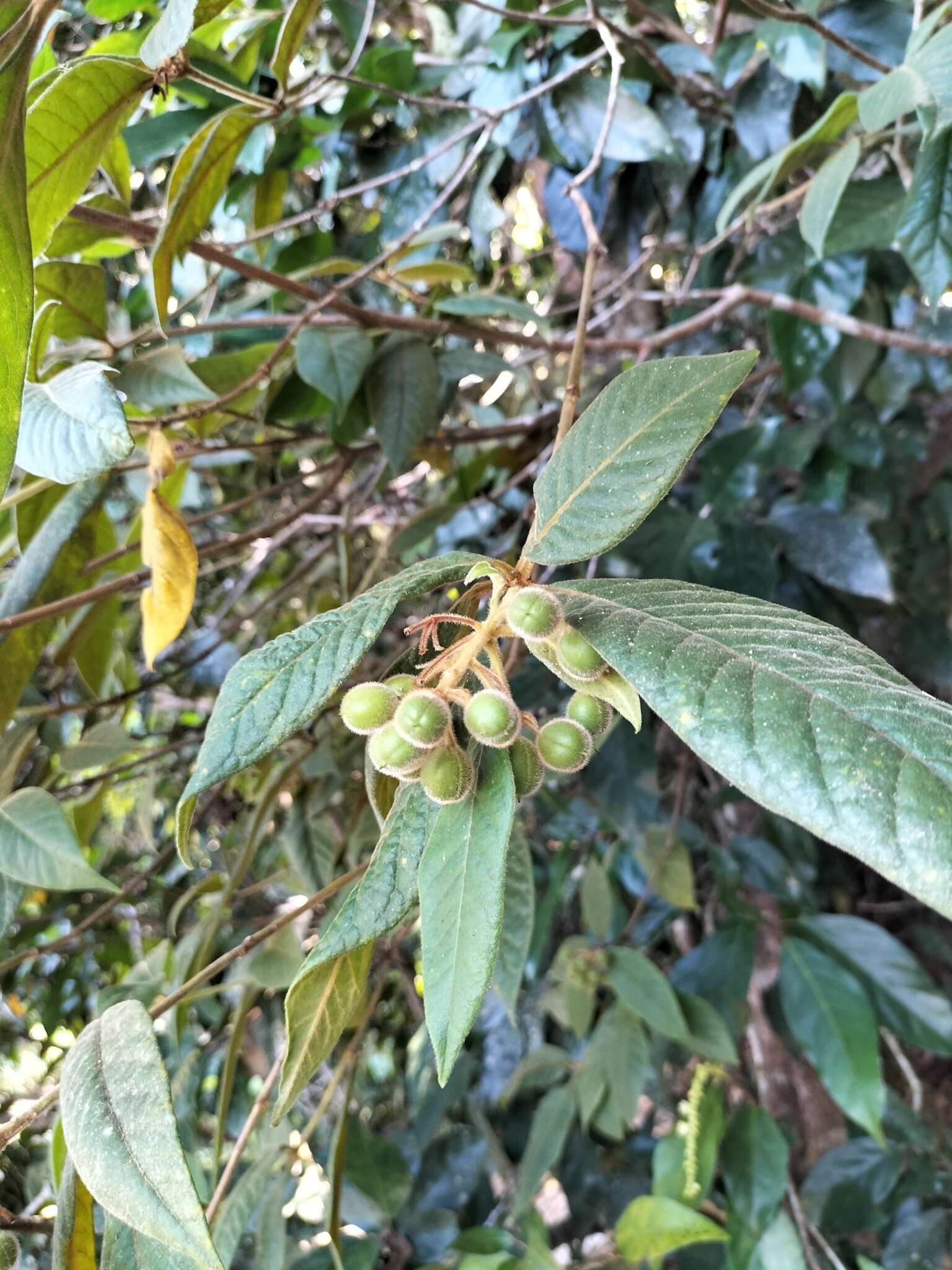 Pittosporum rubiginosum subsp. wingii (F. Müll.) R. C. Cooper resmi