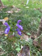 Imagem de Salvia forskaehlei L.