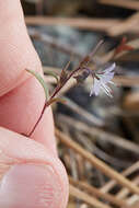 Image de Phacelia pringlei A. Gray